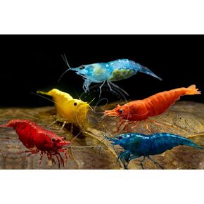 20 Mixed Premium Grade Neocaridina Skittles Shrimp Live Freshwater Aquarium Shrimp. Live Arrival Guarantee.