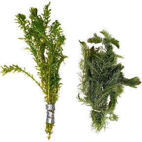 Thriving Waters Bundle – Live Anacharis & Hornwort Aquatic Plants for Freshwater Aquariums & Ponds – Fast-Growing, Easy-Care, Oxygenating Plants for Filtration & Fish Habitat