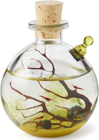 Self-Sustaining Ecosystem in Kuwait
