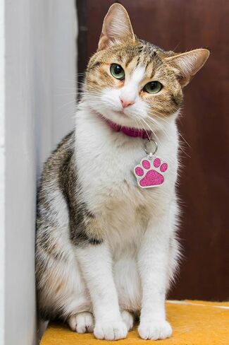io Tags Pet ID Tags, Personalized for Dog and cat, Custom Engraved, Easy to Read, Cute Glitter Paw Pet Tag (Pink) in Saudi Arabia