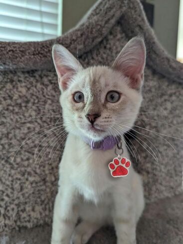 io Tags Pet ID Tags, Personalized for Dog and cat, Custom Engraved, Easy to Read, Cute Glitter Paw Pet Tag (Pink) in Saudi Arabia