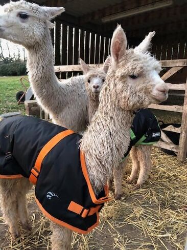 AniMac Super Calf Jacket for Calves, Sheep, Alpaca, Goats and Dogs – Premium Waterproof Livestock Coat – Breathable – Synthetic – Machine Washable in Saudi Arabia