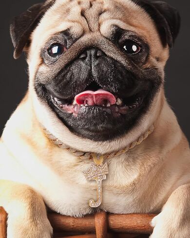Rhinestone Studded Initial Pendant 18" Cuban Chain Fashion Costume Jewelry Necklace for Dogs Cats in Gold Tone (Gold - C) in Kuwait