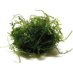 5 Pack Java Moss Taxiphyllum Barbieri Portions