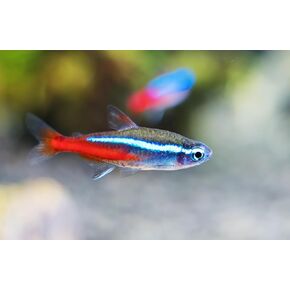 Neon Tetra (Paracheirodon innesi) Freshwater Aquarium Fish Live (حوالي 1.5 سم)