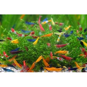 SF Aquatic™ 20 Blue Dream Shrimps High Grade Neocaridina Live Freshwater Aquarium Shrimps. Fully Mature Breeding Age. Live Arrival Guarantee. in Saudi Arabia