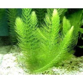 Live Aquarium Hornwort Plants - Easy to Maintain Plant - Low Light - Bunch (6)