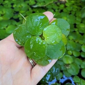 Live Amazon Frogbit (12 مصنعًا) - مصنع مائي عائم - حزمة ثلج متضمنة للعبور الصيفي