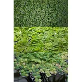 Ultimate Floating Plant Bundle - Duckweed, Red Root Floaters, Salvinia - Aquarium Enthusiasts’ Dream Collection