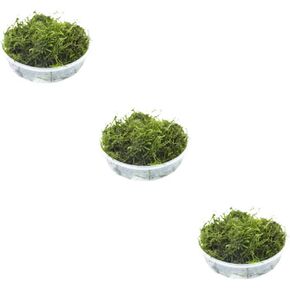 Flame Moss (Taxiphyllum 'Flame') (1 Portion, 4 Ounce Cup)