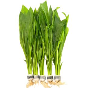 5x Amazon Sword Echinodorus Bleheri Bundle Aquarium Live Plant لزينة خزان الأسماك