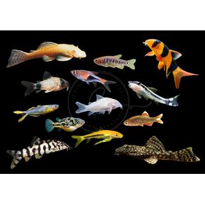 5 PCS Assorted Tropical Fish Combo Pack (Selections from Rasboras, Rainbowfish, Plecos, Corydoras, Catfish, Loaches & More!) Freshwater Aquarium Fish Live
