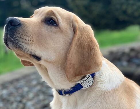 Dog ID Tags Personalized, Silicone Dog Tag Personalized for Pets, Custom Pet Name Tags in Saudi Arabia
