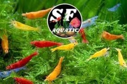 SF Aquatic™ 40 Mixed Color Neocaridina Rainbow Live Freshwater Aquarium Shrimps for Aquarium. Young Adults Beeding Age. Live Arrival Guarantee in Saudi Arabia