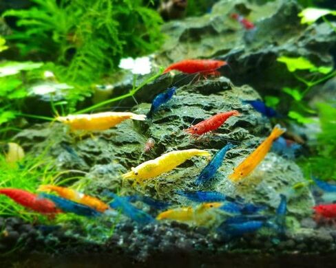 SF Aquatic™ 40 Mixed Color Neocaridina Rainbow Live Freshwater Aquarium Shrimps for Aquarium. Young Adults Beeding Age. Live Arrival Guarantee in Saudi Arabia
