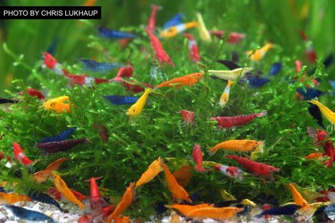 SF Aquatic™ 40 Mixed Color Neocaridina Rainbow Live Freshwater Aquarium Shrimps for Aquarium. Young Adults Beeding Age. Live Arrival Guarantee in Saudi Arabia