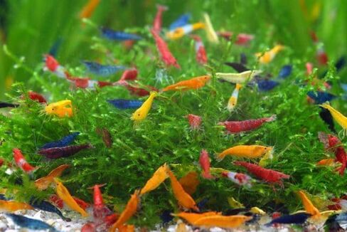 SF Aquatic™ 40 Mixed Color Neocaridina Rainbow Live Freshwater Aquarium Shrimps for Aquarium. Young Adults Beeding Age. Live Arrival Guarantee in Saudi Arabia