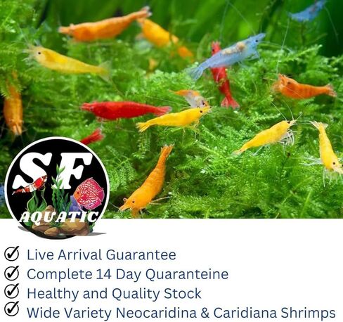 SF Aquatic™ 40 Mixed Color Neocaridina Rainbow Live Freshwater Aquarium Shrimps for Aquarium. Young Adults Beeding Age. Live Arrival Guarantee in Saudi Arabia
