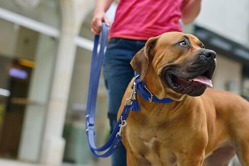 Hunter HT61891 Cannes Leather Training Leash ، حجم واحد in Kuwait