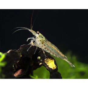 Aquatic Arts 5 Amano Shrimp | Live Freshwater Aquarium Clearer | Real Living Nano Fish Kit | Natural Glass Clearing Dwarf Caridina | Live Shrimp