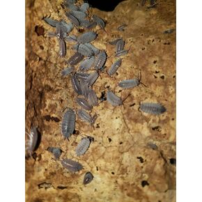 Combo Pack 20+ Live Powder Blue isopod و springtail combo ، نشط حيويًا ، حشرات للتراريوم ، الزواحف ، البرمائيات