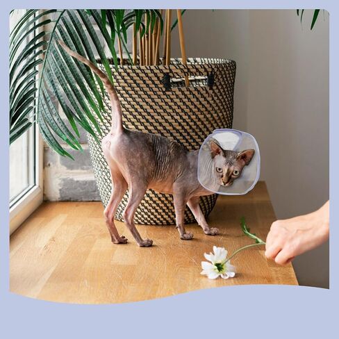 Andiker Cat Cone Collar, Folding Adjustable Cat Recovery Collar with Drawstrings Lightweight Transparent Elizabeth Collar for Dogs and Cats Kittens to Stop Licking and Scratching (Purple, S) in Saudi Arabia