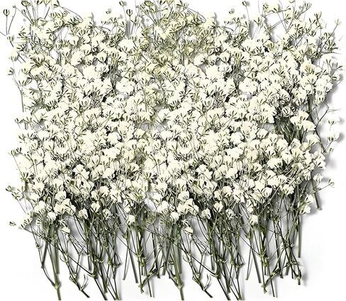 150Pcs Mini Dried Pressed White Baby’s Breath Flowers Bulk - Real Natural Flat Flowers for Epoxy Craft, Scrapbooking, Wedding Invitations, Home Decor, DIY Gifts for Crafters & Event Planners (150) in Saudi Arabia