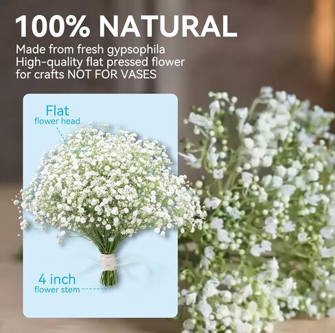 150Pcs Mini Dried Pressed White Baby’s Breath Flowers Bulk - Real Natural Flat Flowers for Epoxy Craft, Scrapbooking, Wedding Invitations, Home Decor, DIY Gifts for Crafters & Event Planners (150) in Saudi Arabia