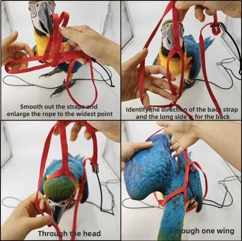 Adjustable Bird Harness with 78.7 Inch Leash, Outdoor Flying Training Rope Kit for Bird Parrots, Parrot Flying Rope Straps Outdoor Training Traction Rope for Small Medium Large Size Birds (XL) in Kuwait