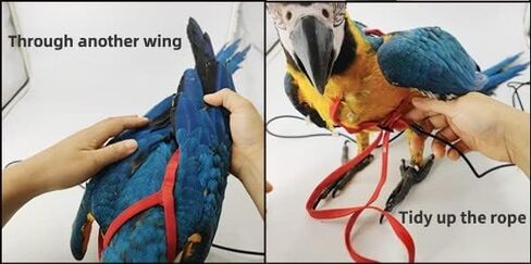 Adjustable Bird Harness with 78.7 Inch Leash, Outdoor Flying Training Rope Kit for Bird Parrots, Parrot Flying Rope Straps Outdoor Training Traction Rope for Small Medium Large Size Birds (XL) in Kuwait