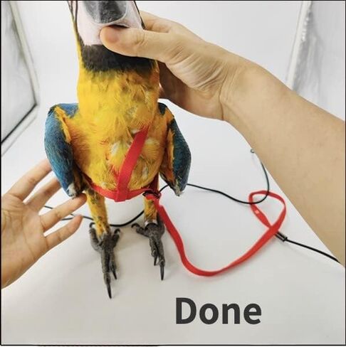Adjustable Bird Harness with 78.7 Inch Leash, Outdoor Flying Training Rope Kit for Bird Parrots, Parrot Flying Rope Straps Outdoor Training Traction Rope for Small Medium Large Size Birds (XL) in Kuwait
