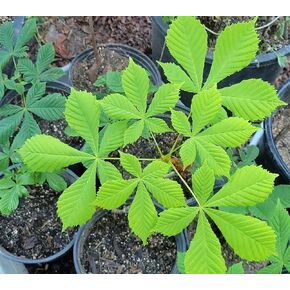 2 Chestnut Trees (Aesculus hippocastanum) Around 1 to 2 feet Tall. 2 Years Old