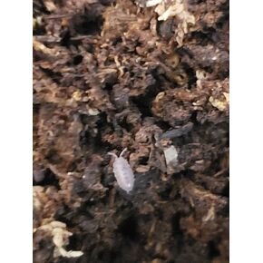 Live 30 + Dwarf Purple Isopods - Clean Up Crew for terrarium أو vivarium ، مصدر الكالسيوم للزواحف والبرمائيات - لاحظ أن هذه الأيزوبودات صغيرة جدًا