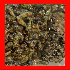 200+ Live Bulk Malaysian Trumpet Snails Algae Eaters Tank Cleaners for Aquariums Ponds Puffer Fish Food Hardy Low Maintenance Feeder Pet Snails