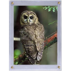 BCW 5x7 Photo Screwdown Holder with Brass Screws | Crystal Clear PVC | Display for Collectible Photographs, Postcards, and Prints | Two-Piece Design Picture Protector - 2 ct