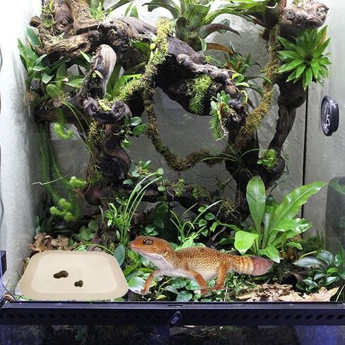 2 Pcs Leopard Gecko Potty Pad,Crested Gecko Potty Latrine，Leopard Gecko Tray，Reptile Litter Box，Portable Gecko Tank Accessories (Green) in Saudi Arabia