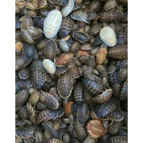 Dubia Roaches 200 Large