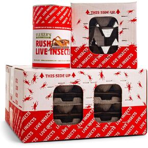 Fluker's Live Crickets, 500 Count Feeder Insects for Reptiles, Chickens, and Birds, Large (Approx. 3/4")