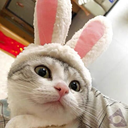 2 PCS Cat Bunny Ears & Cat Lion Mane Wig for Cat Costume ، Cat Hats for Cats فقط ارتداء ملابس عيد الفصح في عيد الفصح ، أزياء هريرة ، صورة عيد ميلاد ، in Saudi Arabia