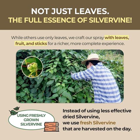 رذاذ Mata النشط Jayu Pet - رذاذ Silvervine الطبيعي بنسبة 100 ٪ للقطط ، بديل Catnip السائل ، رذاذ مهدئ للقطط الداخلية ، يعزز اللعب والمشاركة ، ويقلل من الإجهاد (1 أوقية) in Kuwait