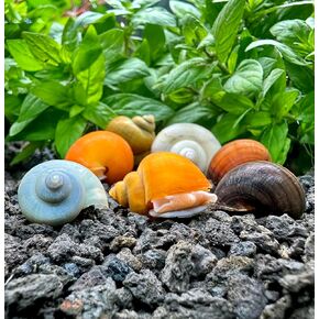 AquaticMotiv® 3-Pack Mystery Snails (Pomacea Bridgesii) Assorted Colors Large - Live Aquarium Freshwater Snails