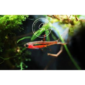 6 Chili Rasbora (Boraras brigittae) 1-2cm Freshwater Aquarium Fish Live Arrival Guarantee