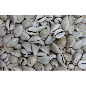 Natural Sea Shell/Cowrie/Kowri/Kodi for Craft | Jewellery | Bracele | Rakhi & Embroidery Work Grey Color (100, Gray)