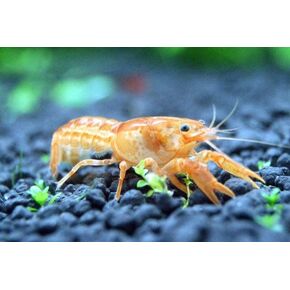 5 حية CPO Mexican Dwarf Crayfish CPO - مجموعة مربي (2 من الذكور ، 3 إناث)