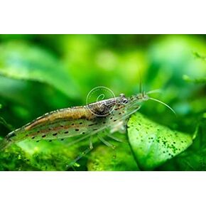 Swimming Creatures™ 7 Amano Premium High-Grade Caridina Freshwater Aquarium Shrimp Live