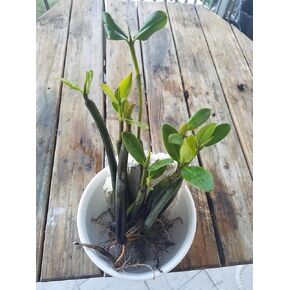 5 LIVE Mangroves - Red Mangrove Seedlings - Filtration, Aquarium, Reef, Tank, Saltwater, Aquatic, Plants