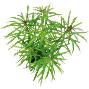 Pogostemon Stellatus Narrowleaf Live Aquarium Plant Bunch - Hardy Low Maintenance Freshwater Plant - Ideal for Betta & Shrimp Tanks - Ideal for Aquascaping and Fish Health - 3-5 Stems