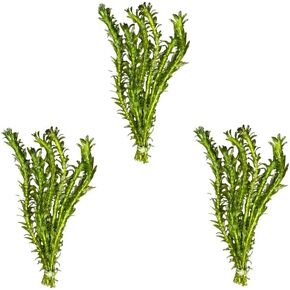 3 X Anacharis Elodea Densa + 1 Bonus Plant (Tropical Live Aquarium Plants) 2-Day Arrival