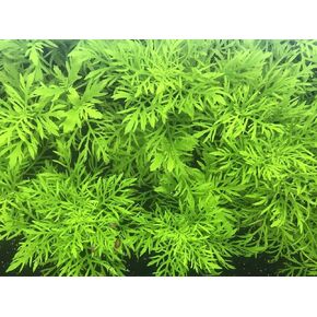 Water Wisteria - Hygrophila difformis Live Aquarium Plant - 3 Stems