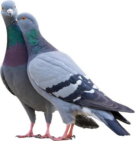 MoxiVet Plus Effective Bird Parasite Control with Moxidectin & Praziquantel (50ml) Pigeons, Palomas, Birds and All Animals in Saudi Arabia